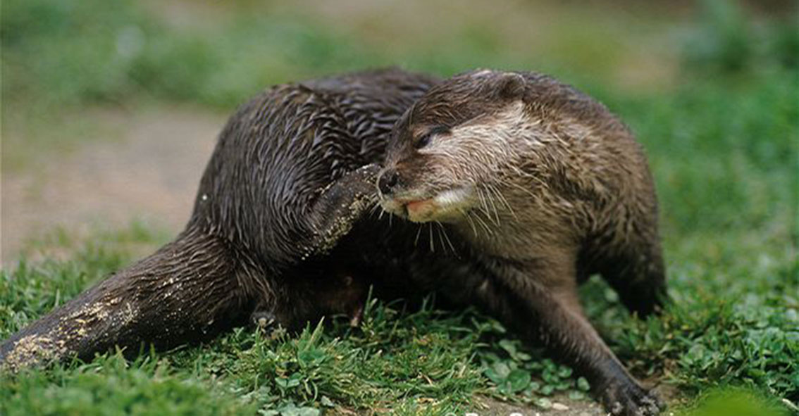  p>亚洲小爪水獭(学名: i>aonyx cinerea /i>),是世界上最小的水獭