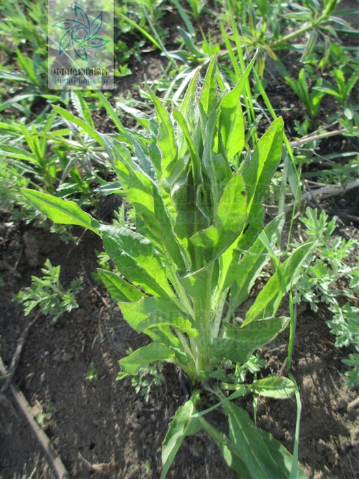  p>尖齿狗舌草( a target="_blank" href="/item/学名/8074290" data