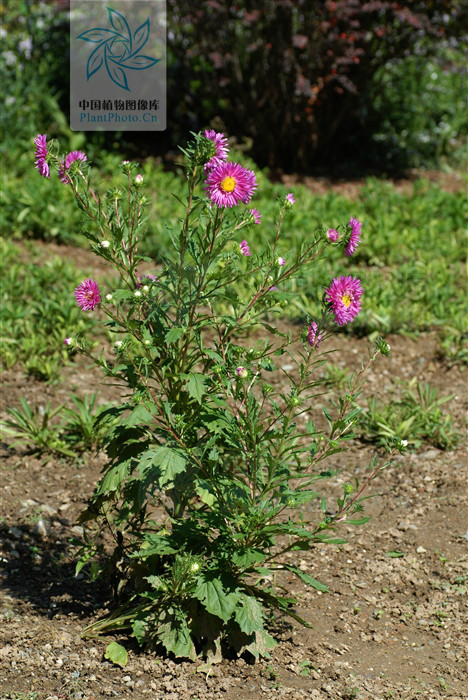 翠菊