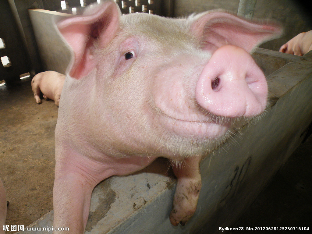  p>猪(pig,swine)是一种 a target="_blank" href="/item/脊椎动物