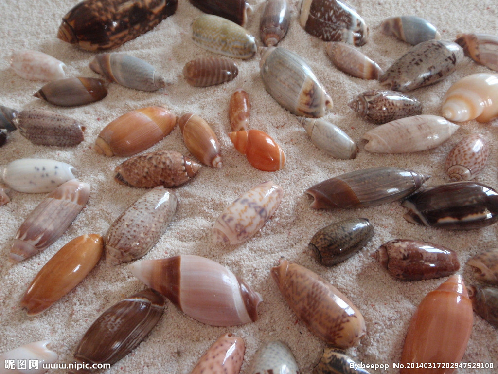  p>贝壳(bèi ké)是生活在水边软体动物的外套壳,由软体动物的一种