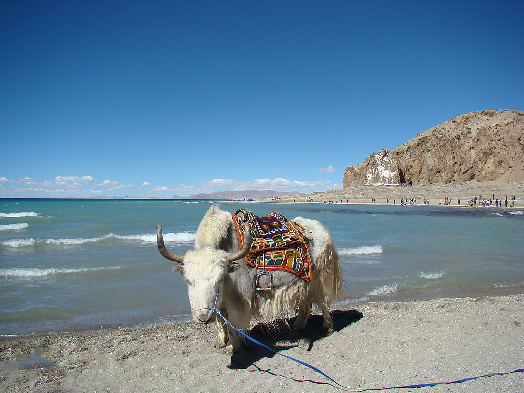 牦牛(学名:bos mutus或bos grunniens,英文名称:wild yak)