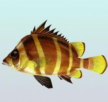 hapalogenys mucronatus