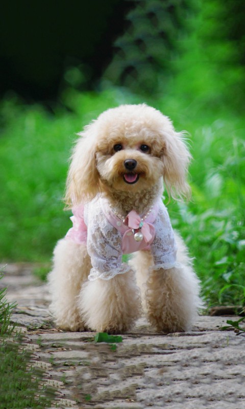  p>贵宾犬(poodle),也称"贵妇犬",又称"卷毛狗",在德语中,pudel是"