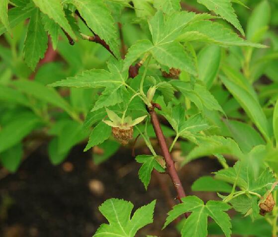 chingii /i> hu)是蔷薇科悬钩子属植物,藤状灌木,高1