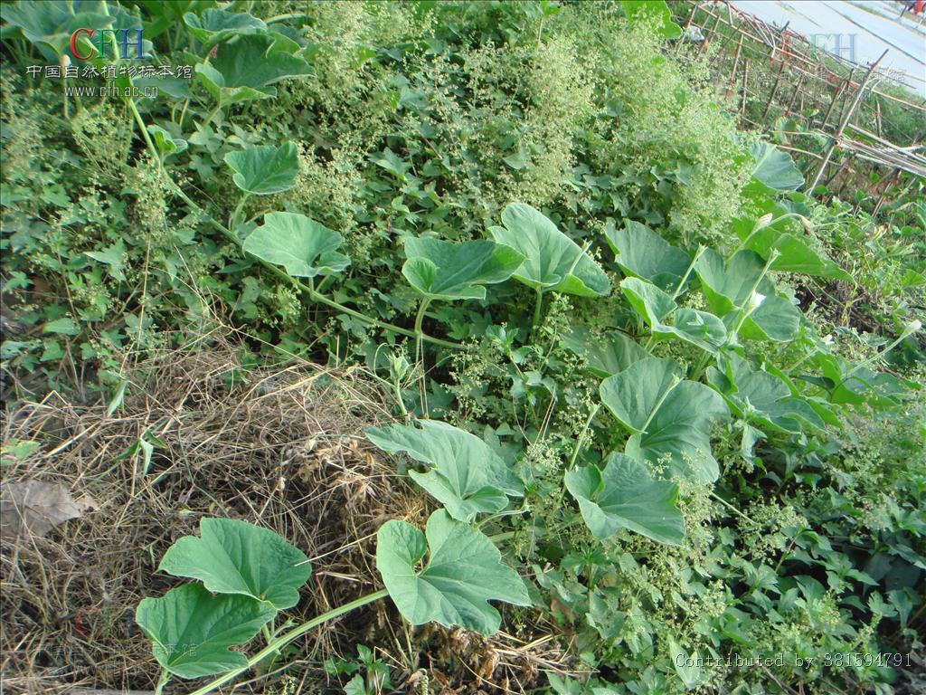  p data-id="ta2mup4n7t7s">瓢瓜为葫芦 span