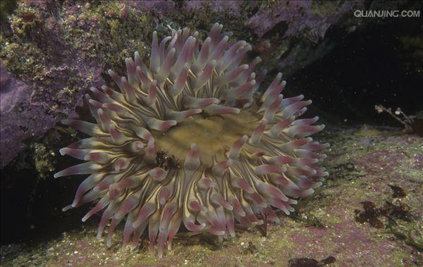  p>刺胞动物门(cnidaria)又称刺细胞动物门,过去称为 a href="#" data