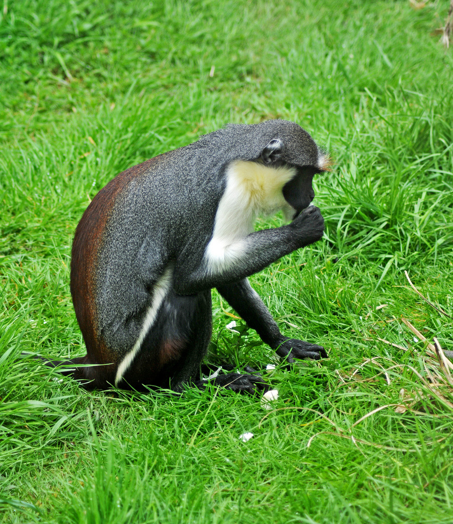  p>加纳长尾猴是一种灵长目,猴科类生物,分布于萨桑德拉河,东至加纳的