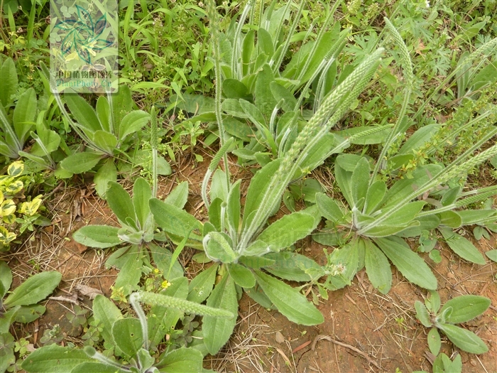  p>北美车前(学名: i>plantago virginica /i>  l.