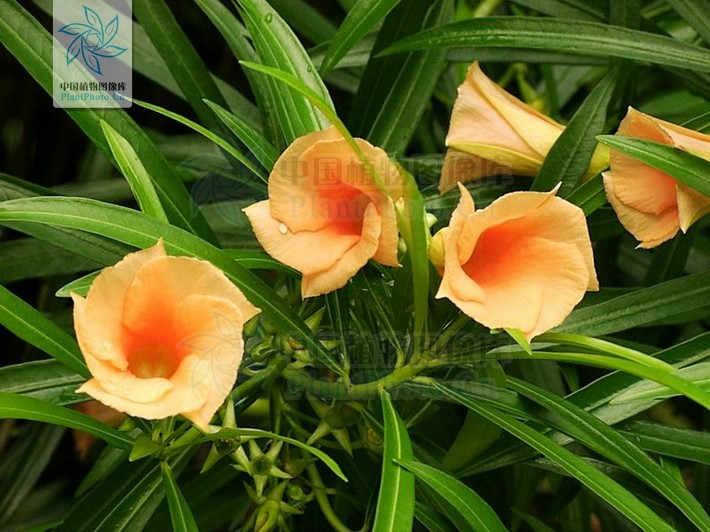  p>红酒杯花( t. peruviana),花冠红色. /p>