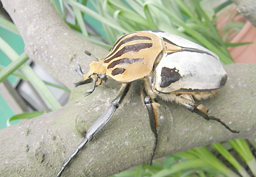  p data-id="gnfc99j45g">花金龟是指 a target