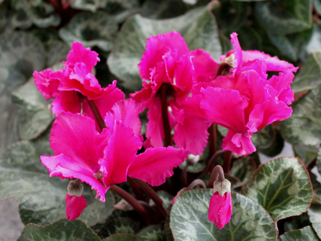  p>报春花科约22属800种,广布全球,但主产于北半球温带和较寒冷地区