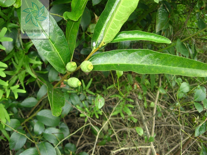  p>纸叶榕(学名:ficus chartacea)为桑科榕属的植物.