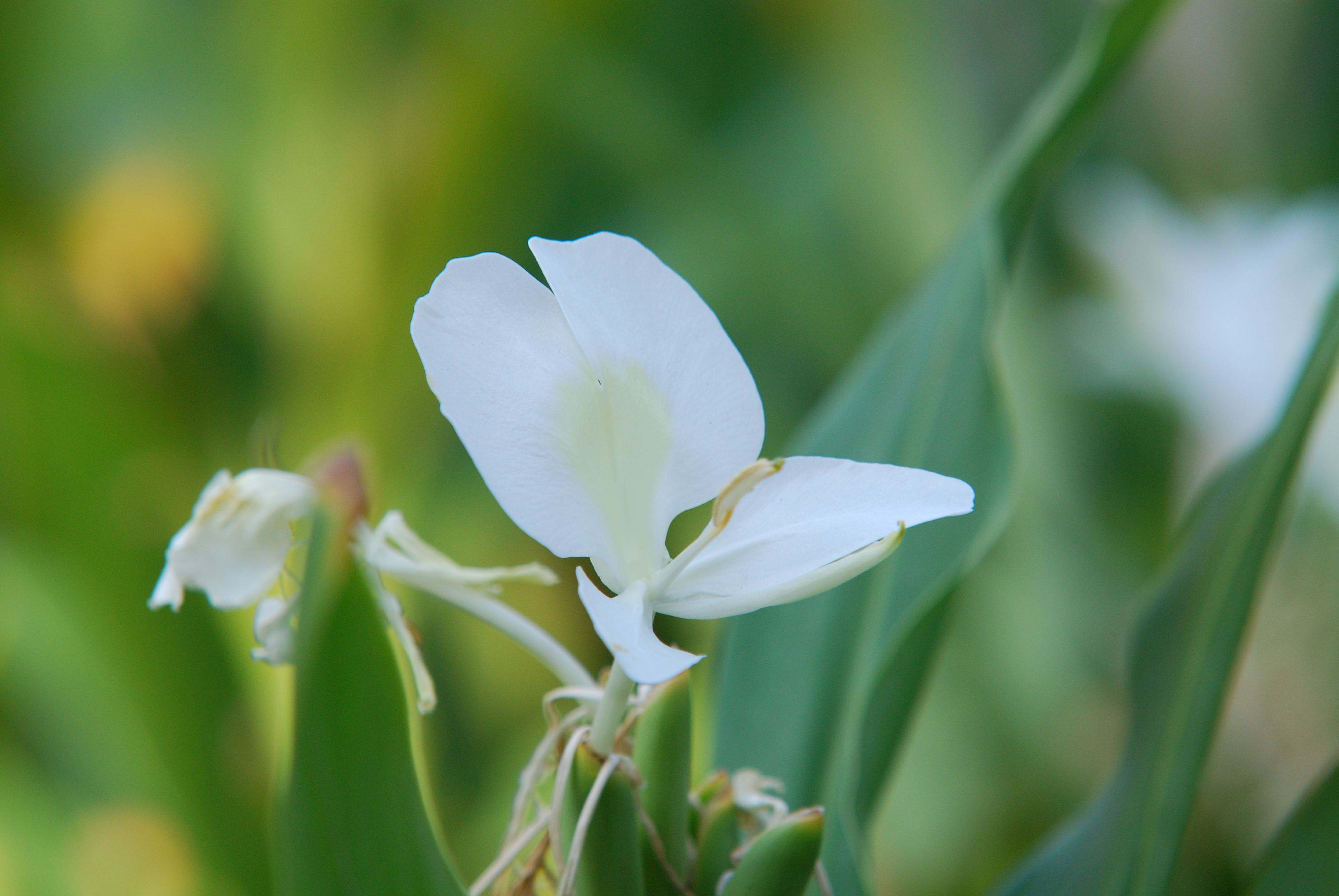 coronarium koen)又名 a target="_blank" href="/item/野姜花