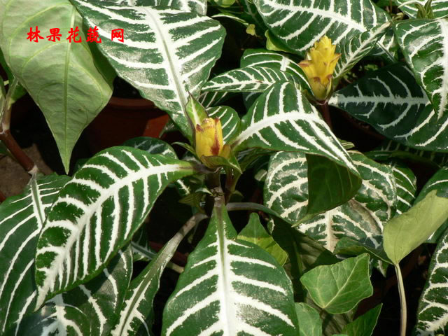 a)为 a href="#">爵床科 /a> a href="#">鳞花草属 /a>下的一个种