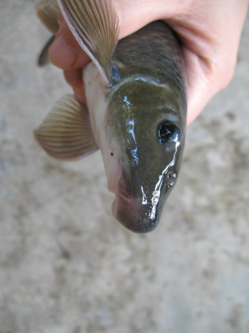  p>唇鲮(学名: i>semilabeo notabilis /i>)是鲤科,唇鲮属鱼类.