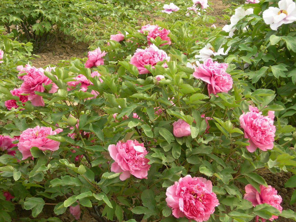  p data-id="gnawa0sjw7">银红娇艳是由山东菏泽百花园选育的牡丹杂交