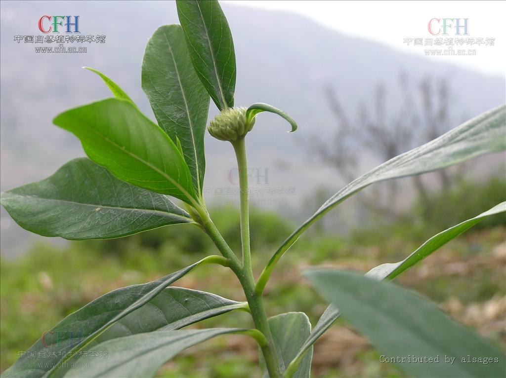  p>白结香(拉丁文名:edgeworthia albiflora nakai) 为 a target="