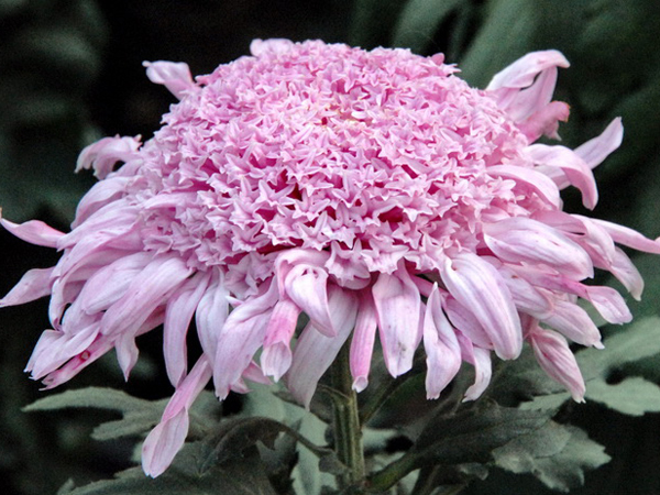  p>菊花(学名:chrysanthemum × morifolium ramat):在植物分类学中是