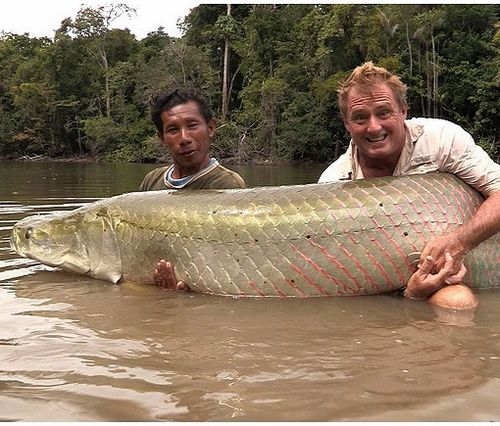  p>巨骨舌鱼(学名: i>arapaima gigas /i>):是辐鳍鱼纲,骨舌鱼目,巨骨