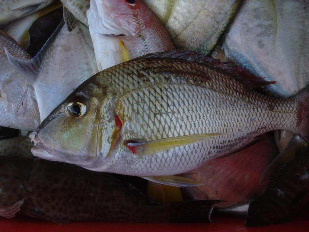  p>画眉鱼 a>是鲈形目 /a> a>慈鲷科 /a>的一种鱼类.