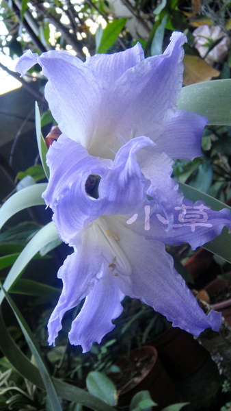  p>蓝色朱顶红,台湾地区称蓝色孤挺花,简称蓝朱或蓝孤,是 a target="