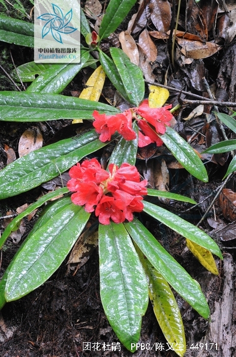  p>团花杜鹃(学名: i>rhododendron anthosphaerum /i> diels): a