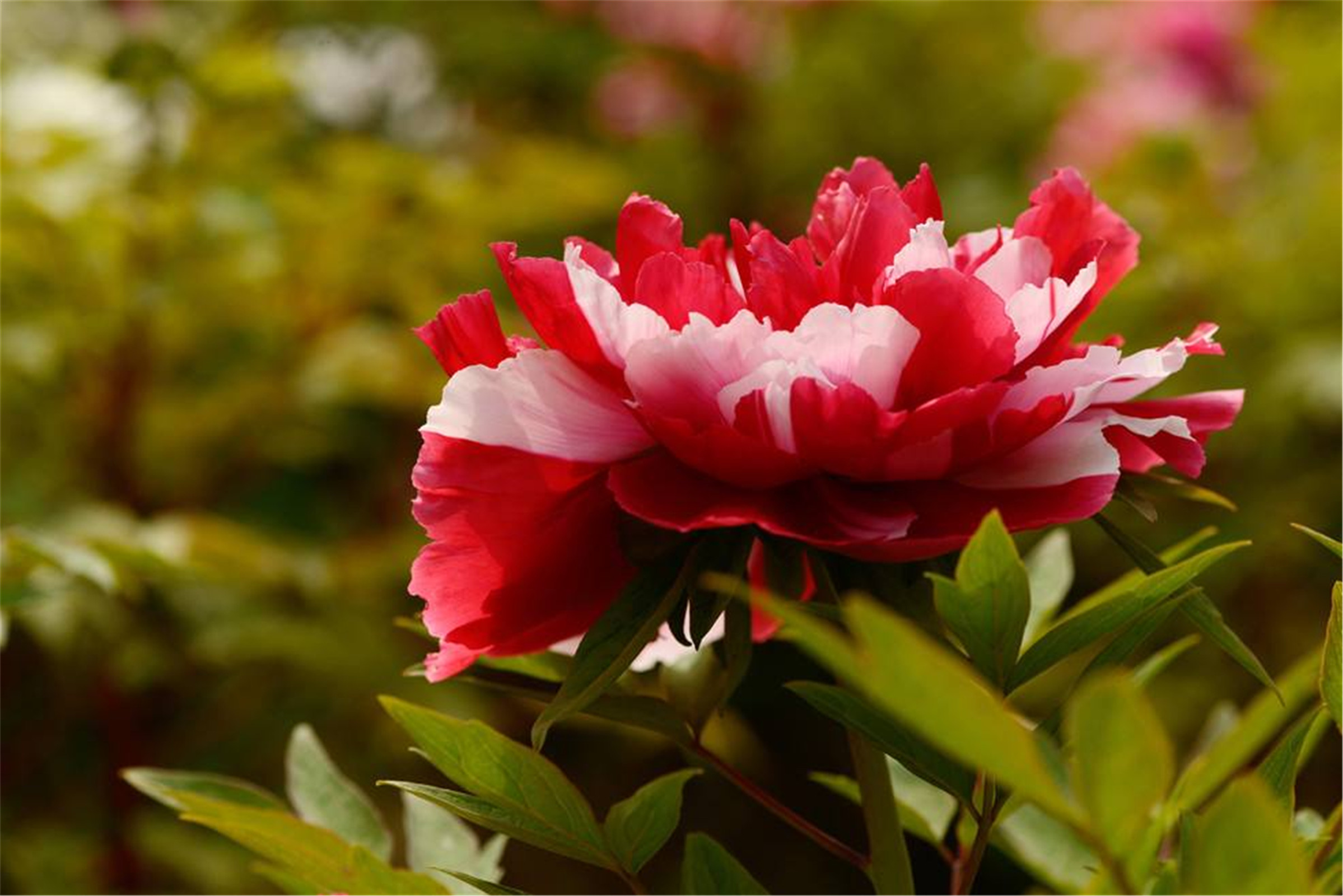  p>二乔(学名: i>paeonia suffruticosa /i> 'two qiao&amp