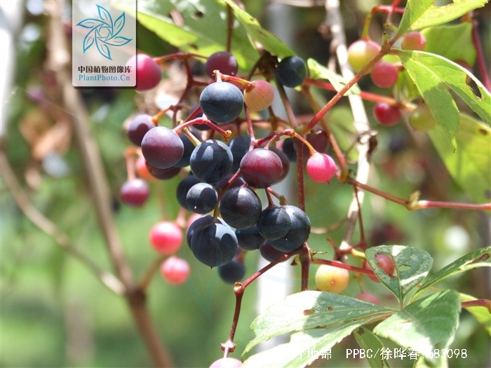  p>五叶地锦(学名: i>parthenocissus quinquefolia /i> (l.) planch.
