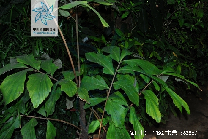  p>丛生灌木,叶羽状全裂,叶鞘边缘网状抱茎,花雌雄同株,花萼浅杯状