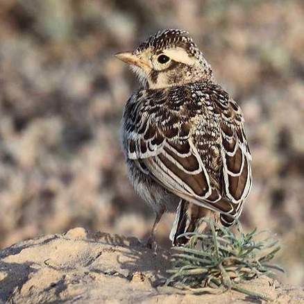  p>二斑百灵(学名:melanocorypha bimaculata)为百灵科百灵属的鸟类.
