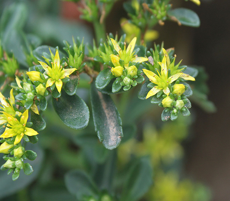  p>正别名 a href="#" data-lemmaid="3491373">五爪三七 /a>, a href