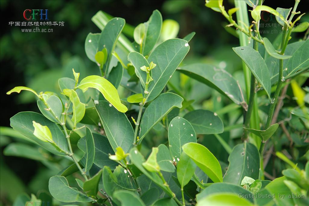  p>白树属,分布于亚洲和非洲热带地区,我国有 a target="_blank" href