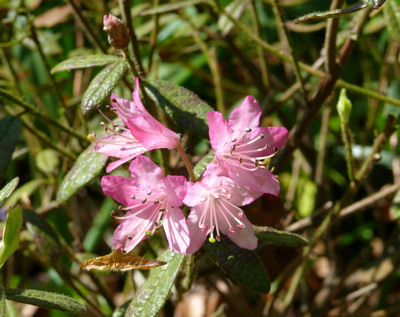  p>碎米花(学名: i>rhododendron spiciferum /i> franch.
