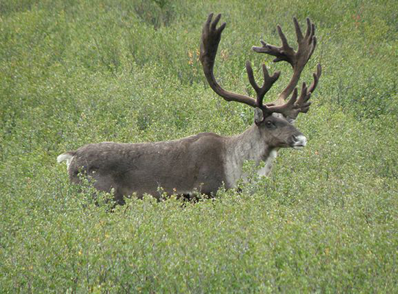 migratory woodland caribou