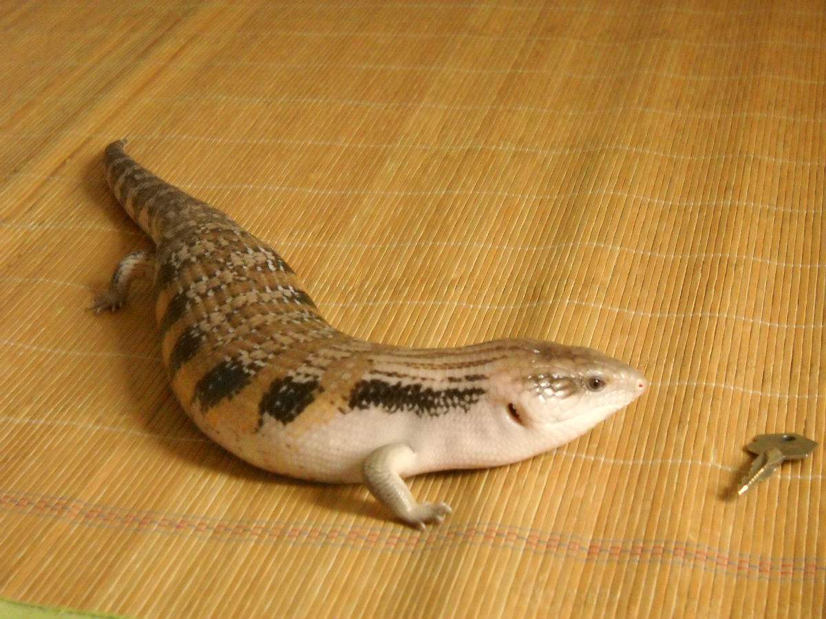 印尼蓝舌石龙子