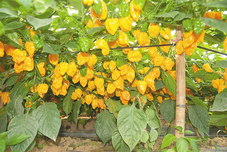  p>黄灯笼辣椒(学名:capsicum chinense),又名黄帝椒,黄辣椒,中国辣椒