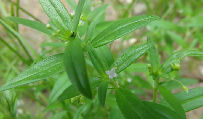 伞房花耳草(原变种)