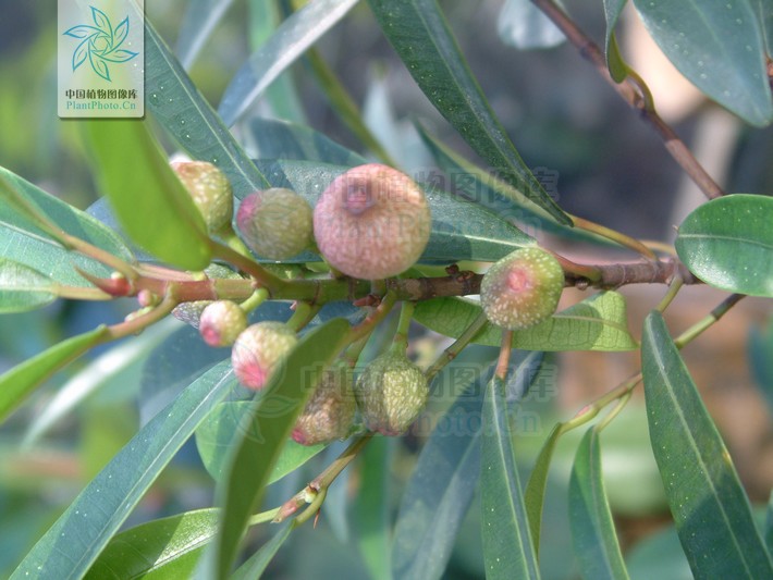  p>竹叶榕(学名:ficus stenophylla)为 a href="#" data-lemmaid="