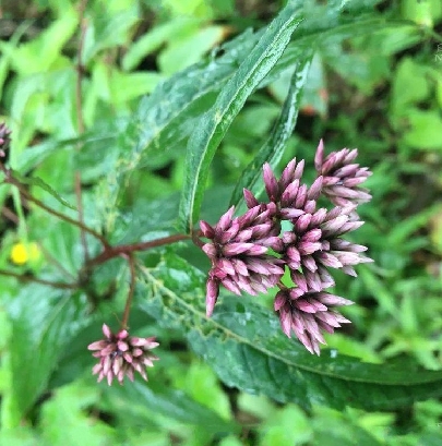  p>佩兰(学名: i>eupatorium fortunei /i> turcz.