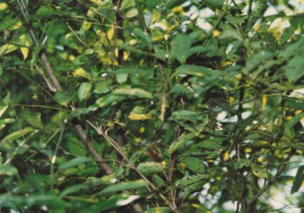 armatella longispora