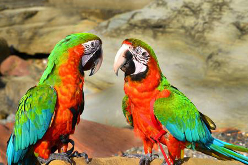  p>小丑金刚鹦鹉(harlequin   macaw):是由两种不同的 a>金刚鹦鹉 /a>