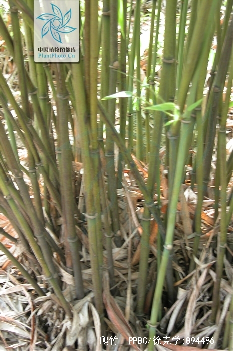 ex yi)是禾本科,镰序竹属 a target="_blank" href="/item/藤本
