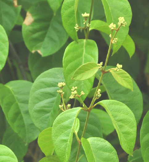  p>腰骨藤,中药名.