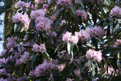  p>皱叶杜鹃(学名: i>rhododendron denudatum /i> levl.