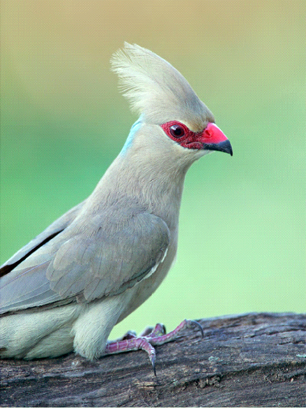 href="#">鼠鸟科长尾鼠鸟属 /a>,体长约35厘米,头部羽毛松软,最大的