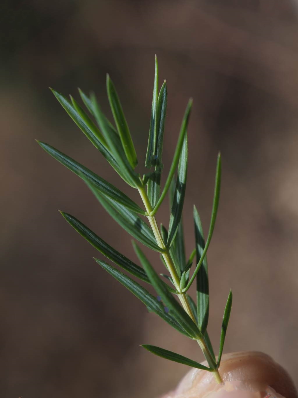  p>刺柏(学名: i>juniperus formosana /i> hayata)是柏科,刺柏属 a