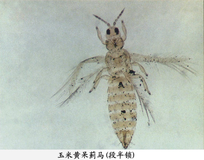 玉米黄呆蓟马