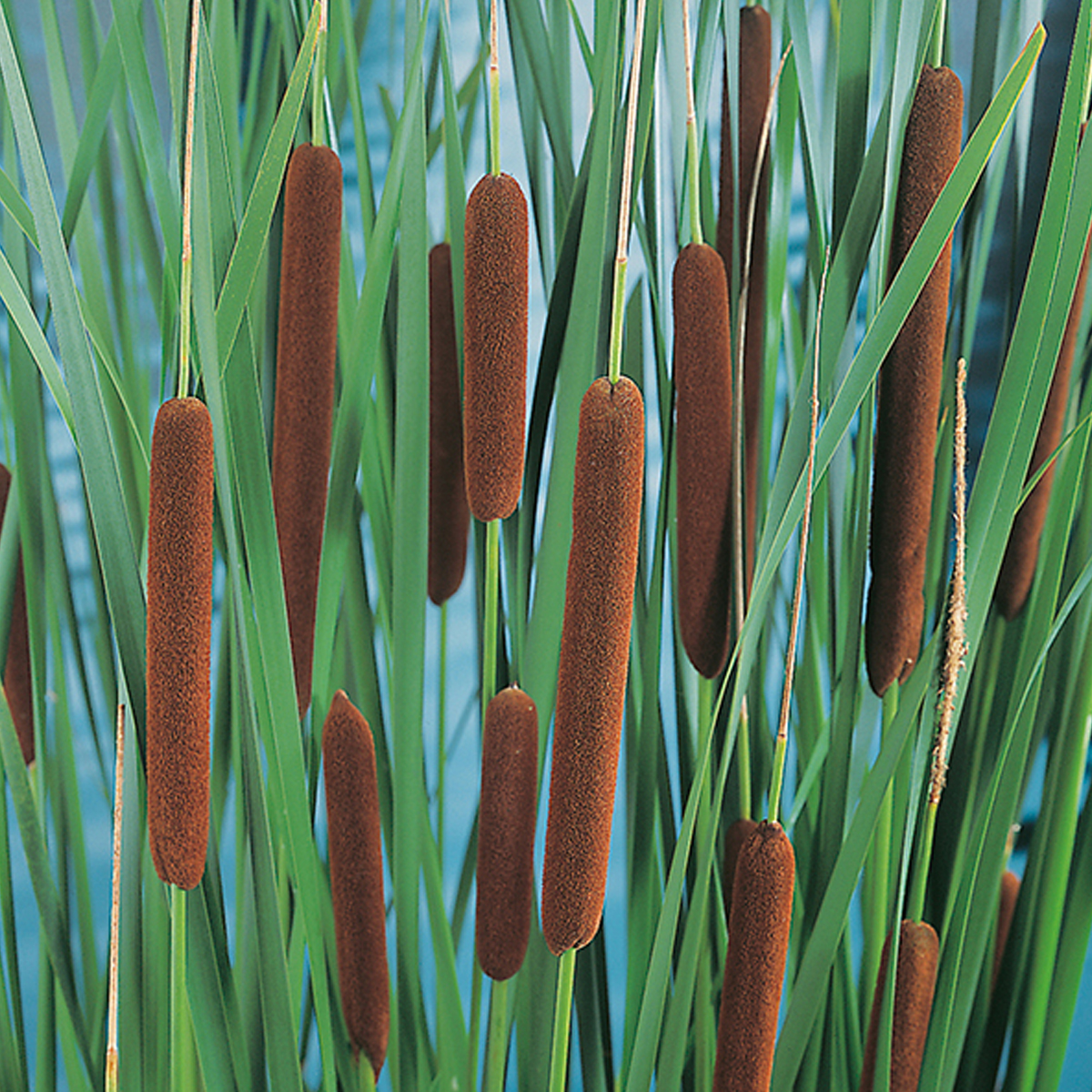  p>香蒲属(学名: i>typha /i> linn.