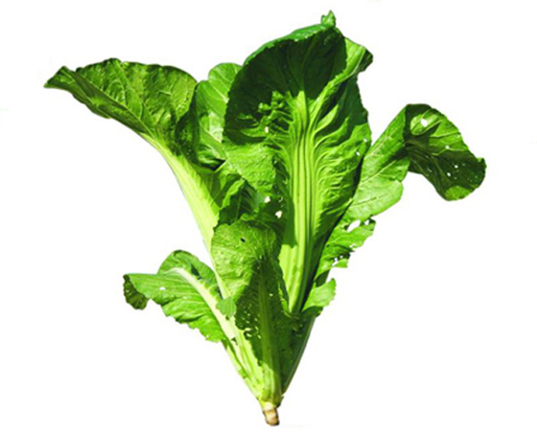  p data-id="txwfbxdvyjoa">芥菜( i>brassica juncea /i> (l.